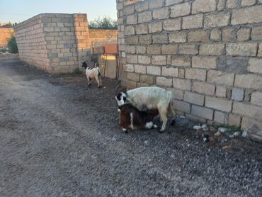 alpin keçiləri: Dişi, Alpine, il: 1, Damazlıq, Südlük, Ünvandan götürmə