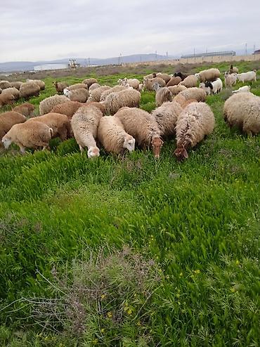 Qoyunlar, qoçlar: Dişi, il: 1, Damazlıq, Ünvandan götürmə — 9