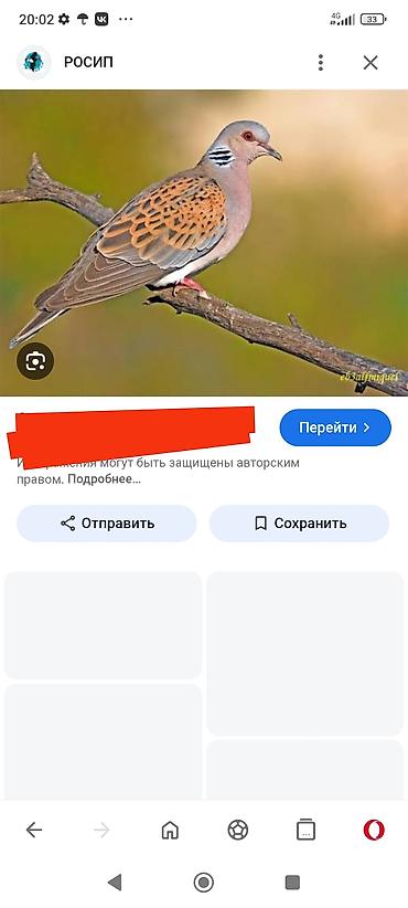 А/ч жаныбарлары үчүн тоюттар: Куплю горлец и диких голубей за дикого голубя даю 1500 сомов за — 5
