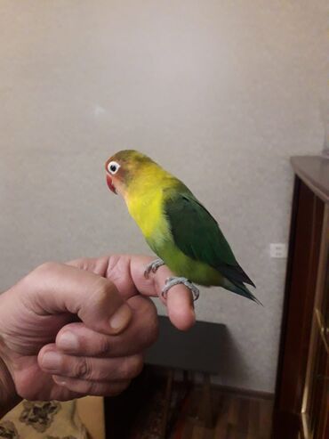 Tutuquşları: Məhsul: Dalmatinka/agapornis (lovebird) papuqayları – müxtəlif rəng — 8