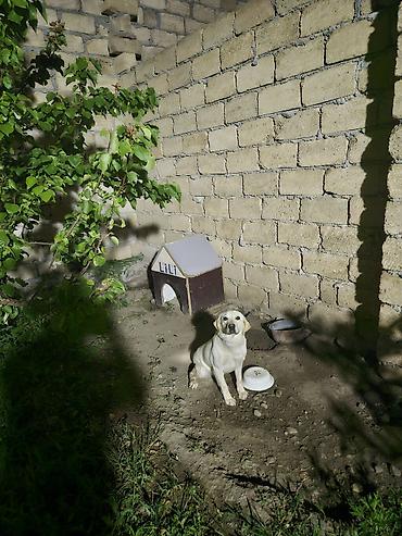 şirin it adları: Labrador-retriver, 2 il, Dişi, Ünvandan götürmə — 1