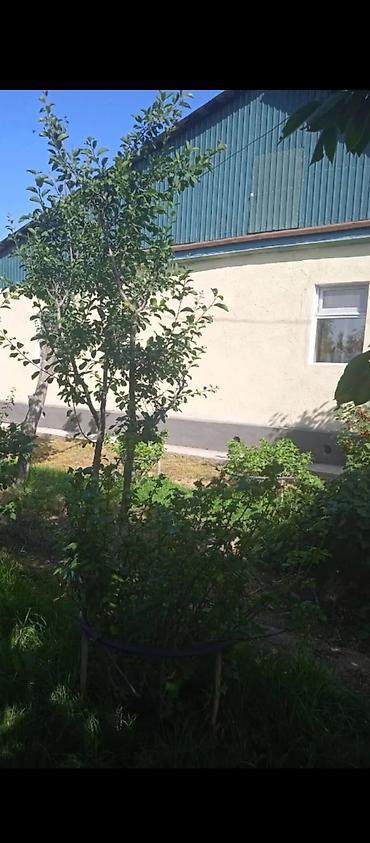 сары булун: 60 м², 4 бөлмө, Чогуу жашоосу жок — 1