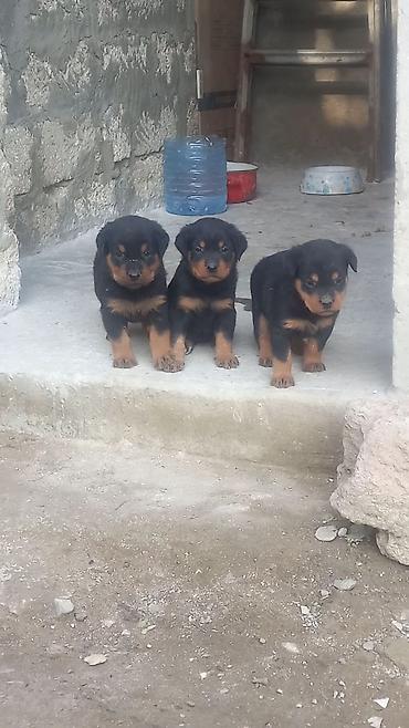 qurdbasar satisi: Rotveyler, 2 ay, Erkək, Sənədli, Ünvandan götürmə — 4
