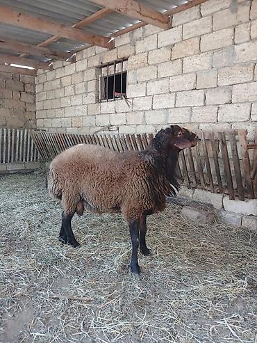 Mal-qara: Qoç çıxdı satışa kök heyvandı qızğın qoçdu qoyun sürməyinə söz ola — 2