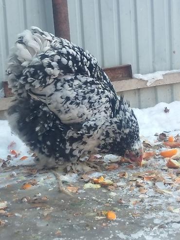 Куры, петухи: Продаю | Куры | Брама | Для разведения at lalafo.kg — 6 Куры, петухи: Продаю | Куры | Брама | Для разведения — 6