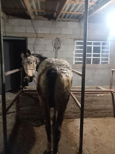 Лошади, кони: Продаю | Конь (самец) | Полукровка | Рабочий — 3