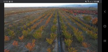 Продажа участков: 160000 соток, Для сельского хозяйства at lalafo.kg — 7 Продажа участков: 160000 соток, Для сельского хозяйства — 7