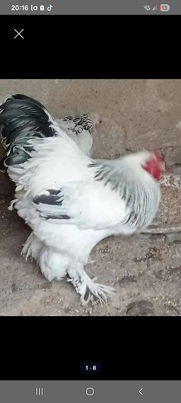 Satılır: iri cins ev quşları yumurta satlir 1.50 teze yumurtalar