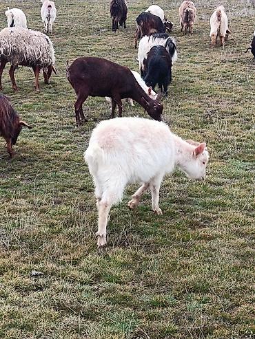 Keçilər, çəpişlər: Çəpiş keçi qoyun sürü və ya tək tək satram. Qiymet ferqlidirMəhsul — 16