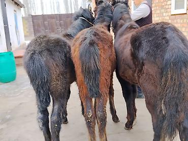 Лошади, кони: Продаю | Жеребенок | Для разведения | Племенные — 2