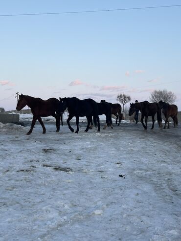Лошади, кони: Продаю | Кобыла (самка) | Полукровка | Для разведения | Племенные — 1