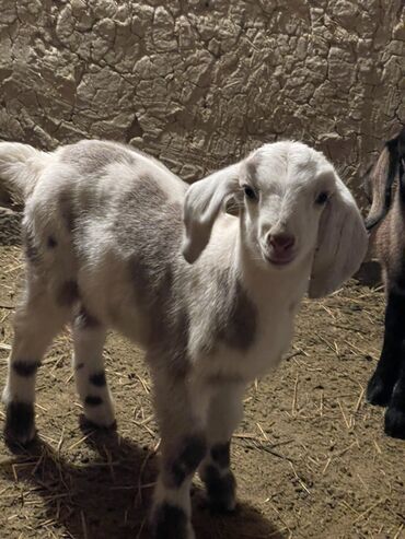 Козы, козлы: Продаю | Козлёнок | Для разведения — 7