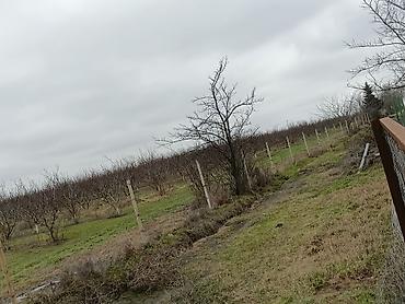 Torpaq sahələrinin satışı: 34 sot, Tikinti, Maklerlər narahat etməsin, Kupça (Çıxarış) — 3