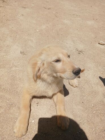 İtlər: Labrador-retriver, 4 ay, Erkek, Peyvəndli, Ünvandan götürmə