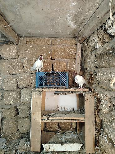 cex quslar: Goyercinler tecili satilir 3 ededdir sort quslardir baxa bilmirem deye — 3