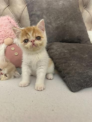 Mačke: Na prodaju mačići persijske egzotične (Exotic Shorthair) rase. Vrlo — 4