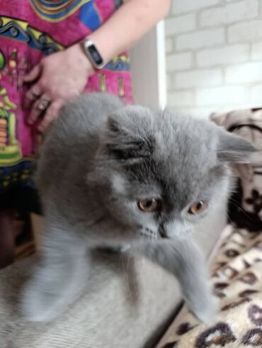 Продажа кошек: Британская короткошёрстная, 2 месяца, Девочка, Лиловый — 6