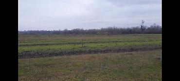 Torpaq sahələrinin satışı: Kənd təsərrüfatı — 6