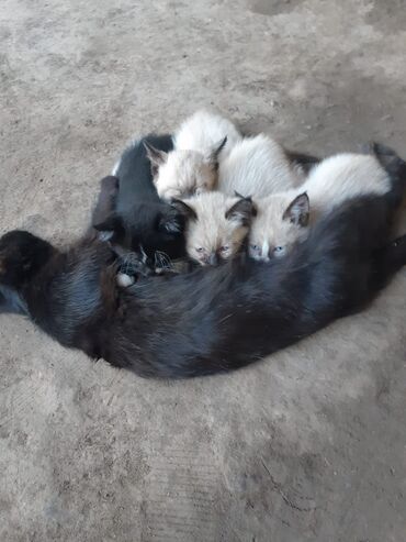 шотландская вислоухая кошка черная: Кошка даром: Беспородная, Мальчик