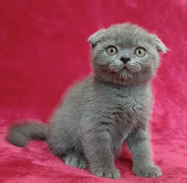 котен: Продается шотландский котенок Скоттиш Фолд Окрас голубой. Мальчишка