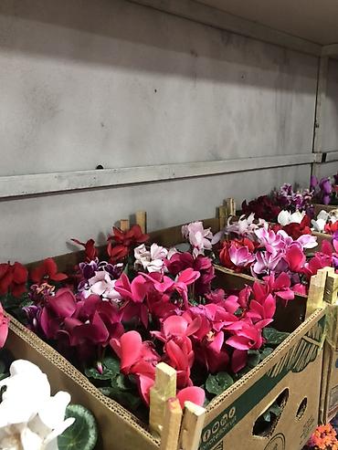 Букеты из живых цветов: Гортензии в декоративных пакетах-кофрах - Композиции из цветущих — 7