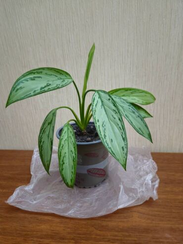 xlorofitum bitkisi: Аглаонема переменчивая ('Серебряная королева') / AGLAONEMA COMMUTATUM