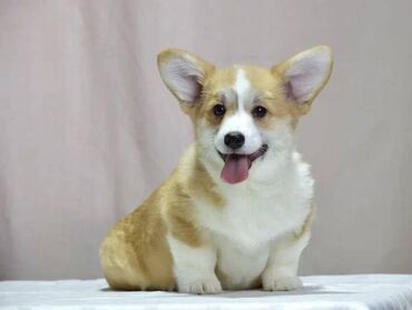 İtlər: Korgi, 2 ay, Erkek, Sənədli, Pulsuz çatdırılma — 16