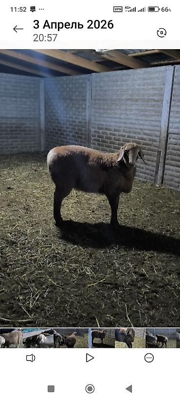 Баран, овца: Продаю | Баран (самец) | Для разведения — 1