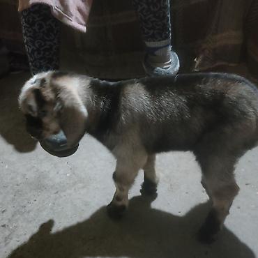 Другие животные: Козлёнок 1 месяц крупный 11 тыс. черный . есть белые. порода — 8