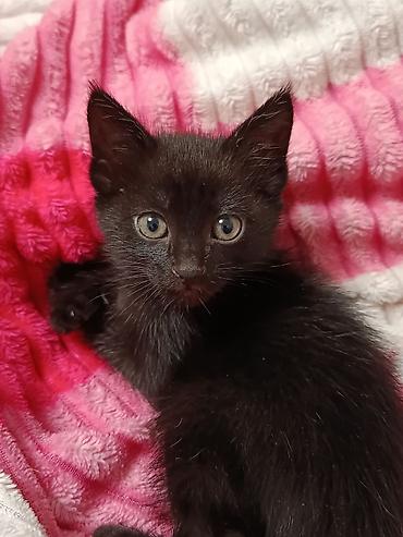 Мышыктар: Отдам котятдва мальчикав хорошие руки!Котята очень — 1