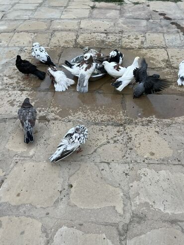 bakida cins ineklerin satisi: Hamsi satilir 60 azin sağlam quşlardi 22 ədədi