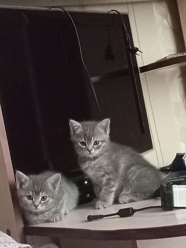 Мышыктар: Продаются котята от Британской кошки короткошёрстные котята серого — 8
