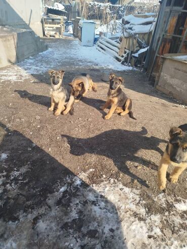 щенки европейской овчарки: Овчарка, 3 месяца, Самец, С прививкой, С родословной