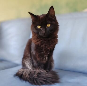 черные котята: Кошка даром: Беспородная, 5 месяцев, Девочка, Приучена к лотку, Проглистована