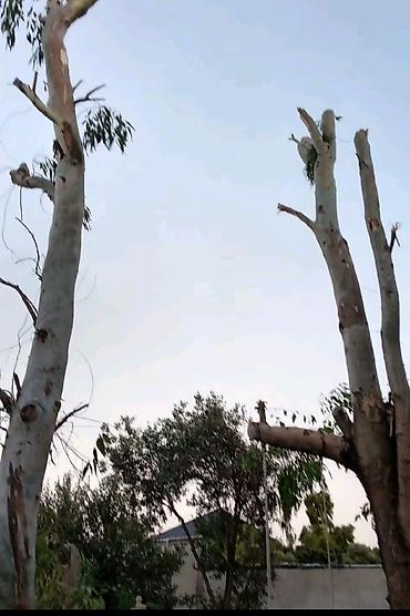 Ландшафтные работы: 🌴Peşəkar ağac budama və təhlükəsiz kəsim xidməti 🌲- Həyətyanı — 1