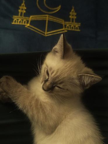 котенок отдам даром: 4 месяца, Мальчик — 3