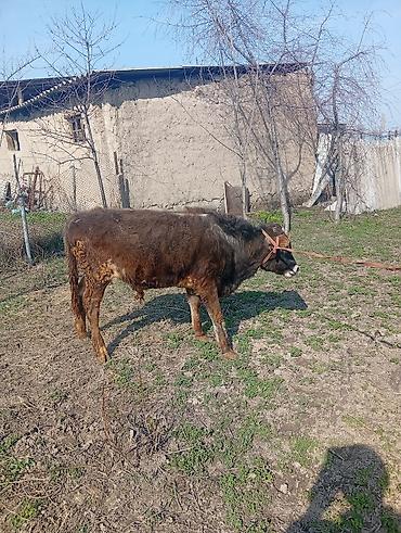 Коровы, быки: Продаю | Бык (самец) | На откорм | Привязанные — 8