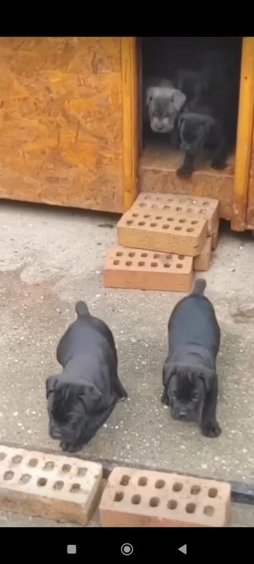 İtlər: Kane-Korso, 1 ay, Sənədli, Rayonlara çatdırılma, Ünvandan götürmə, Pulsuz çatdırılma — 10