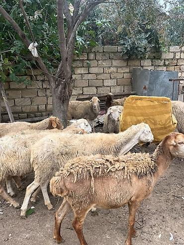 papuqay type 0: 11 dene boqaz qoyun saqlamdilar yemeylerine soz ola bilmez kom satlir — 3