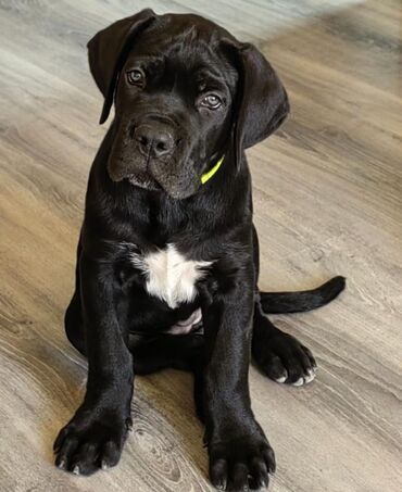 İtlər: Kane-Korso, 3 ay, Erkek, Sənədli — 15