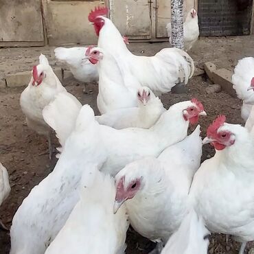 Toyuq, Australorp, Yumurtalıq, Ödənişli çatdırılma