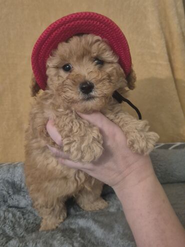 İtlər: Pudel, 2 ay, Erkek, Peyvəndli — 6