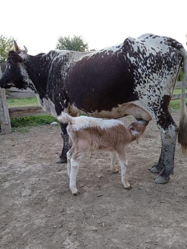 simmental inək satılır: Самка, Simental, лет: 5, Для разведения