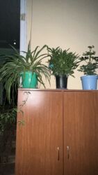 Xalçalar: Xalça -da lalafo.az — 27 Xalçalar: Xalça — 27