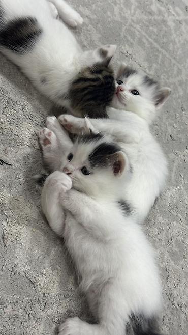 ищу котят: Беспородная, 2 месяца, Мальчик, Биколор, Приучена к лотку — 2