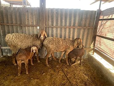 Баран, овца: Продаю | Овца (самка), Ягненок | Для разведения | Матка — 13