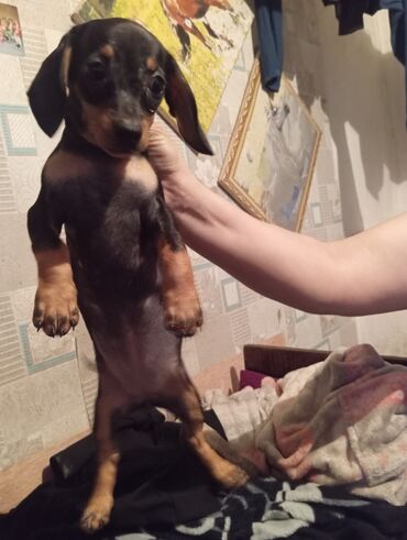 Продажа собак: Такса, 2 месяца, Самка, С прививкой — 3