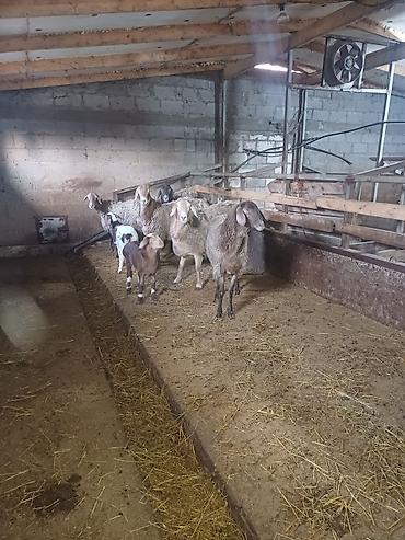 Баран, овца: Продаю | Овца (самка) | Арашан | Для разведения at lalafo.kg — 9 Баран, овца: Продаю | Овца (самка) | Арашан | Для разведения — 9