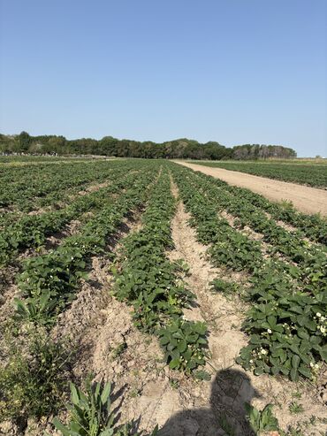 Продажа участков: 230 соток — 4