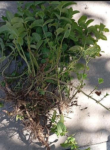 Көк чөптөр жана микро жашылчалар: ПРОДАЮ МЯТА С КОРНЯМИ Продаю мята (Марокканский сорт)с корнями. Могу — 8